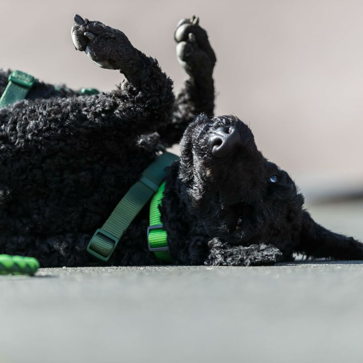 V4HB2D1390541F8DD22F2778DA8F92F4549R5329956P6