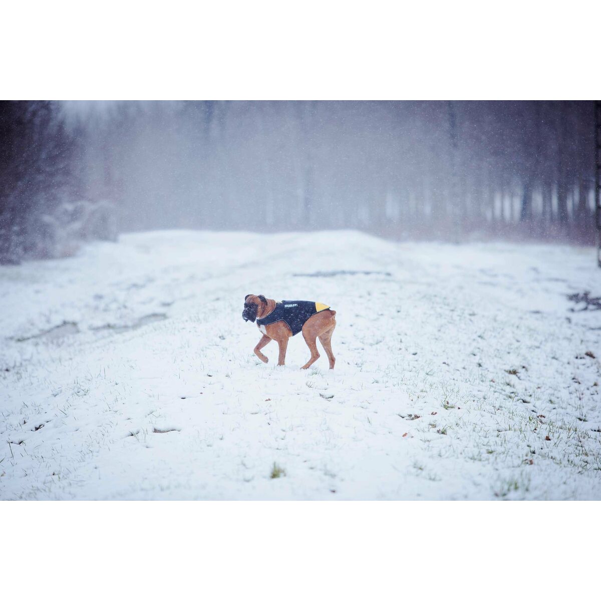 V4H2BC17BBA59062704361E0A9DF86DD7CBR5329319P2